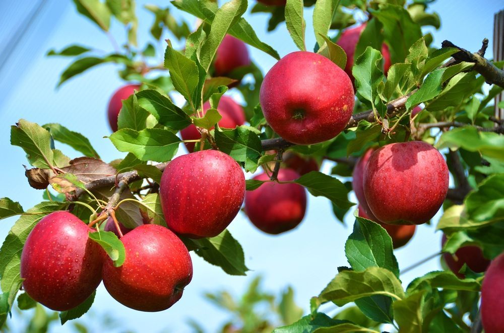 Apple Plants — Browse 5 varieties